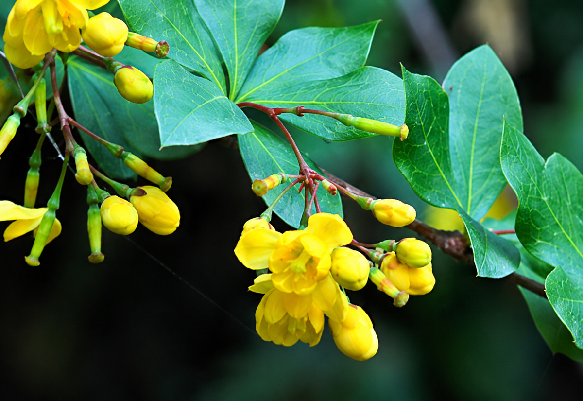 Berberine