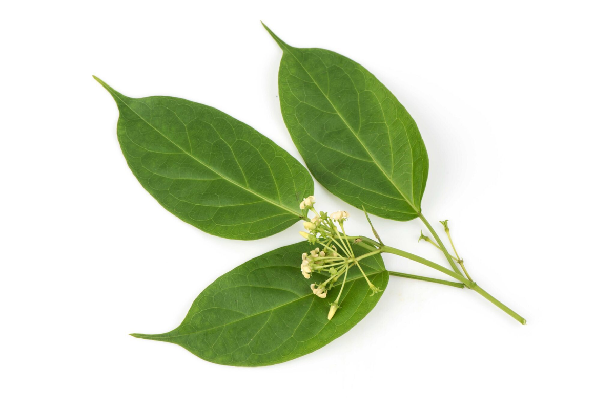 Gymnema Sylvestre